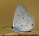Descripción: Mariposa trivoltina. Se encuentra en la Cordillera Cantábrica y Pirineos