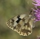 Descripción: Melanargia lanchesis