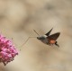 Descripción: Este Lepidoptero que se conoce como la Esfinge colibri llamada así por que se asemeja en la forma de volar