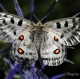 Descripción: Mariposa univoltina. Protegida por el Convenio de Berna.Vive en zonas elevadas entre 1200 m y 2000 m. Es un espectáculo verla volar en la montaña