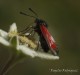 Descripción: Esta Zygaena está hecha en los Alpes sobre una flor edelweis