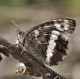 Descripción: Especie univoltina. Acostumbra a posarse sobre ramas secas para mimetizarse cerrando las alas y quedándose inmovil