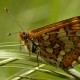 Descripción: Especie protegida por el Convenio de Berna. Mariposa univoltina se localiza en sotobosques y brezales