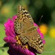 Descripción: Mariposa univoltiva. Los machos en su anverso alar tiene un color verde oliva. Es curioso observar a esta especie ver como vibra mientras liba