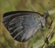 Descripción: Especie univoltina. vive en laderas y valles húmedos entre 1.200 m y 2.000 m. En españa sólo se encuentra en la Cordillera Cantábrica y Pirineos