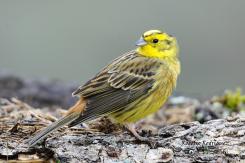 Aves