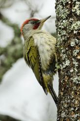 Aves