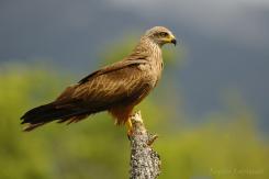 Aves