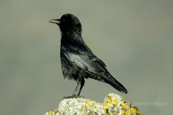 Aves