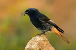Aves
