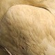 Alimoche